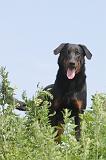 BEAUCERON 028